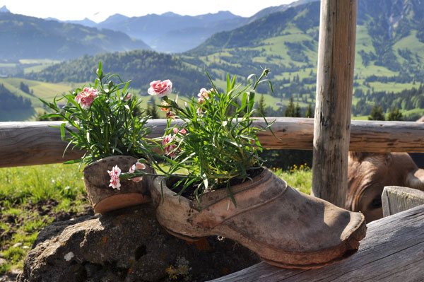 Alte Schuhe mit Blumen bepfplanzt